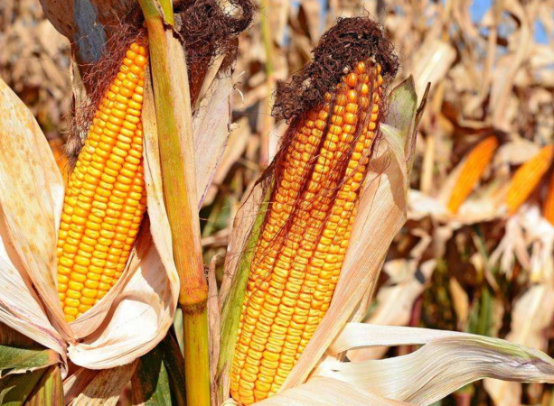 玉米供求關(guān)系影響著價(jià)格，2022年我國玉米播種面積和產(chǎn)量或?qū)⒊掷m(xù)增加(圖4)