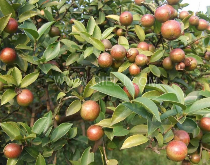 茶籽油壓榨設(shè)備認(rèn)準(zhǔn)企鵝機(jī)械，性能穩(wěn)定操作便利(圖1)